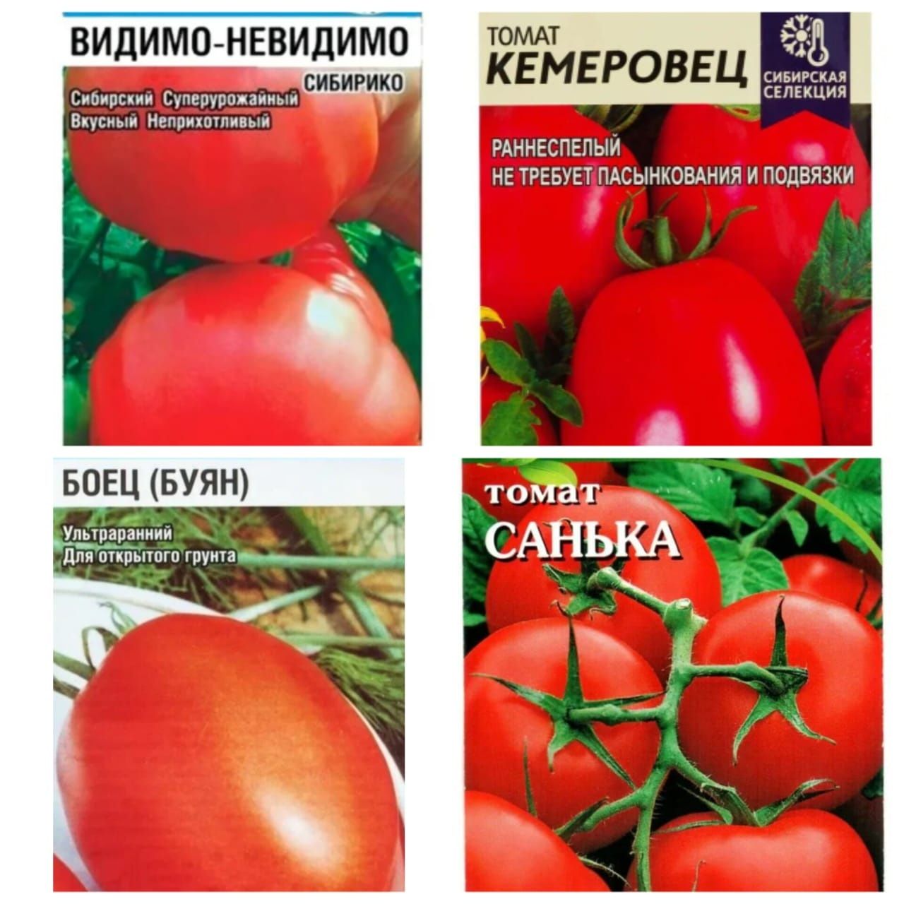 Рассада  томатов