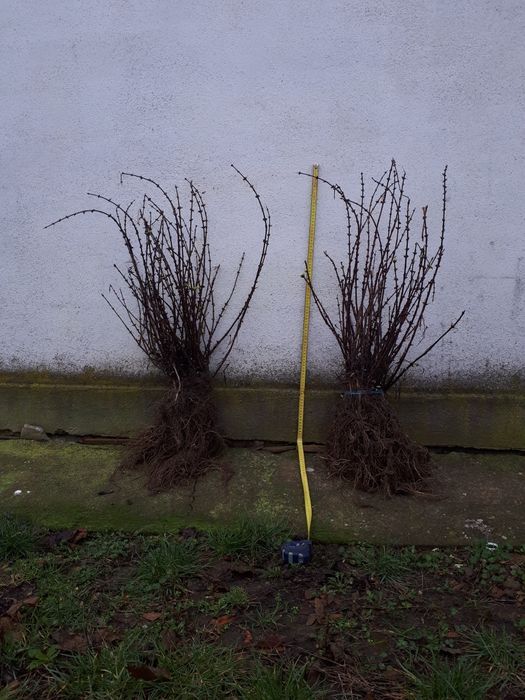 Plante Afin Zmeur Mur