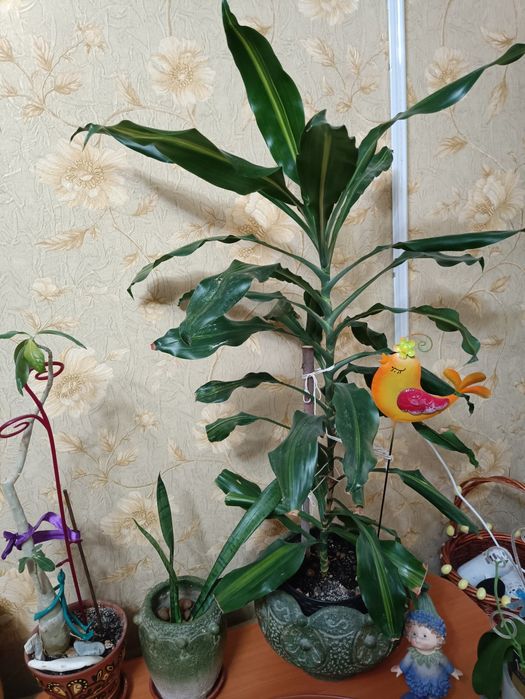 Комнатные растения