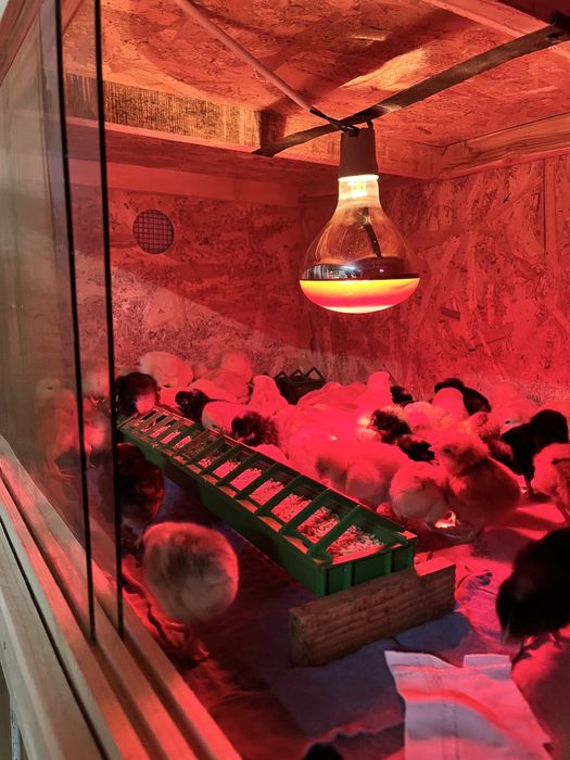 Maternitate pasari - Cusca universala pentru pui(gaină,rață,etc)