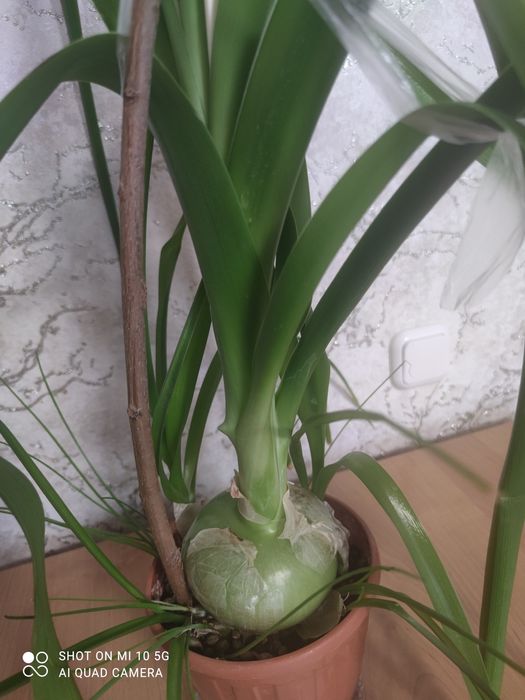 Индийская луковица