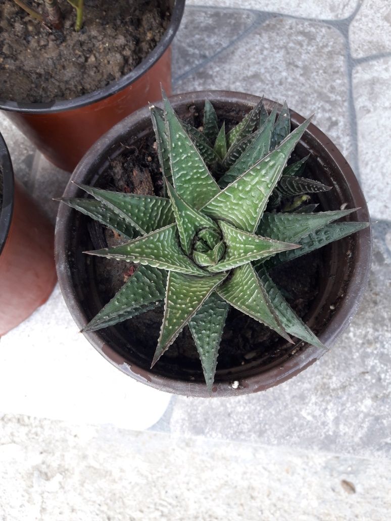 фикус,пеперомия и ecoplant haworthia и дървото на живота