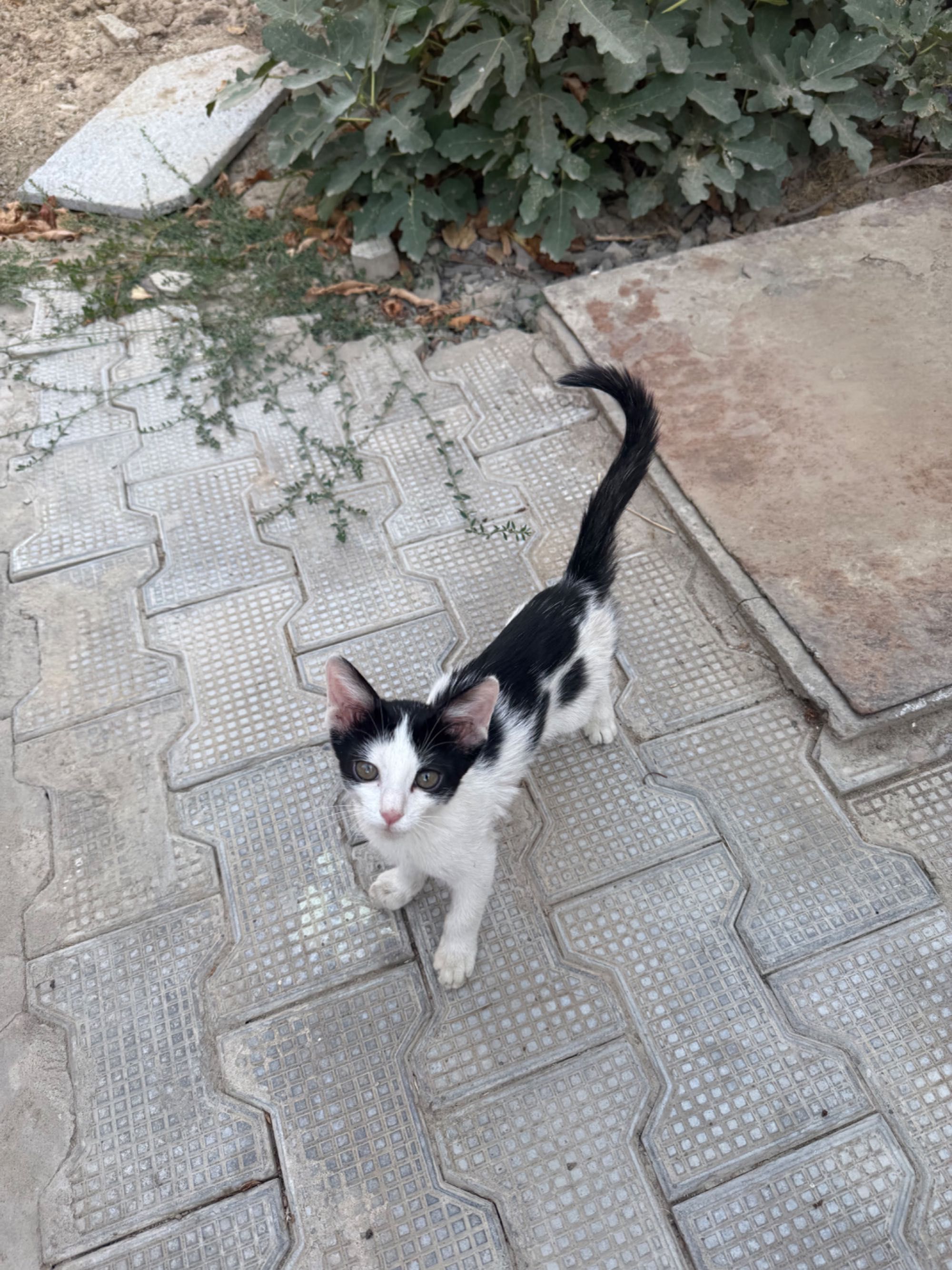 Кот, отдадим даром