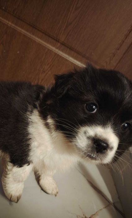 Donez pui de cățel!!!