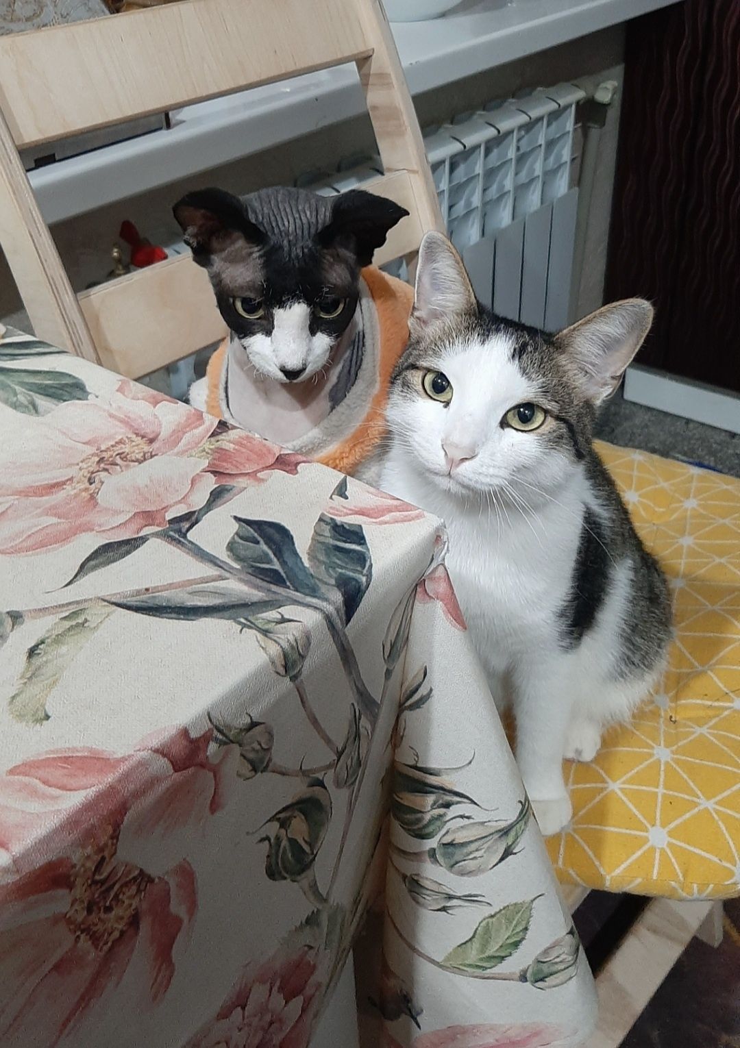Отдам милую кошку