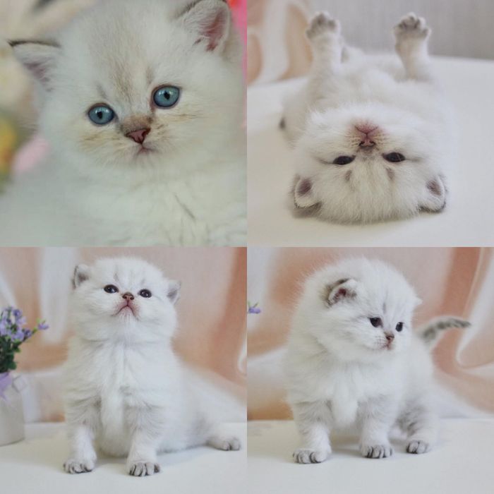 Белоснежные котята шиншилла