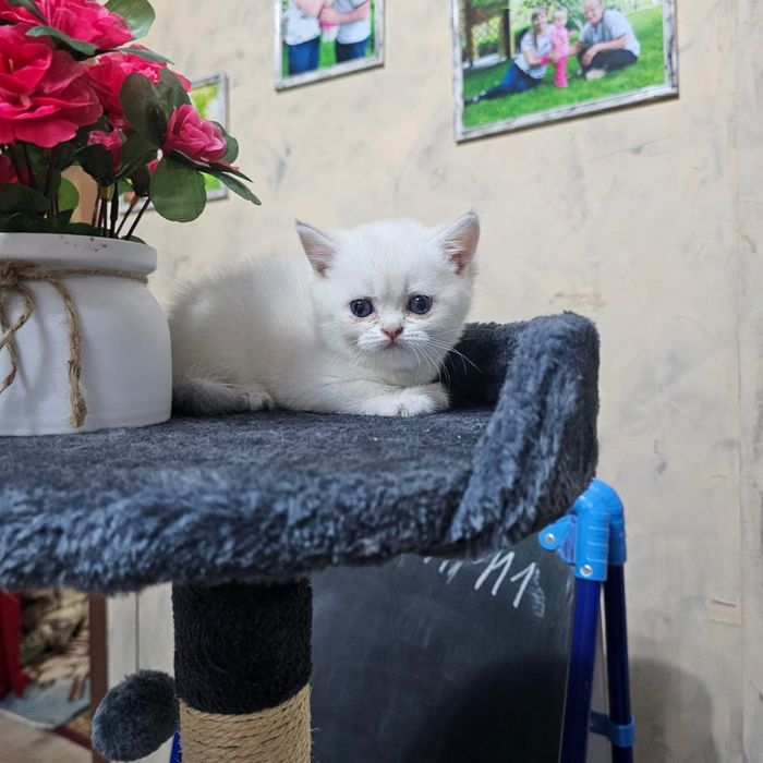 Котенок шиншилла чистокровные