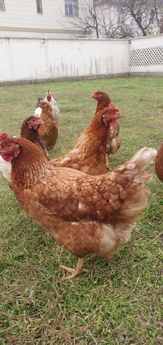 Жас 5,5-6 айлық ЛОМАН БРАУН тауықтары сатылады