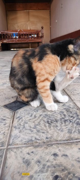 Zoti. Erkak Kaliko