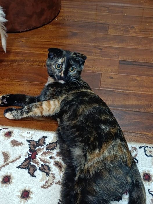 Отдам в добрые руки