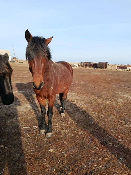 Донен 4 жасар Айгырлыкка жаксы