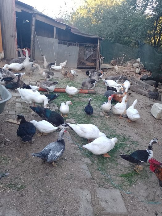 De vânzare pasari de casa