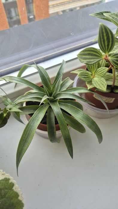 Ананас и др комнатные растения