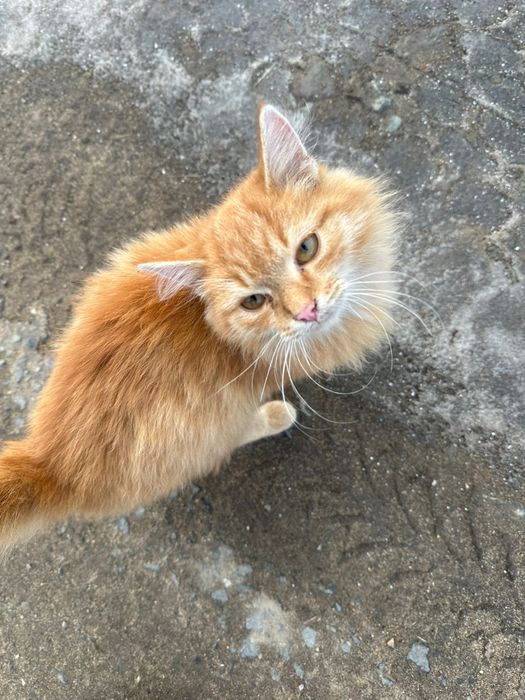 Котенок в добрые руки!