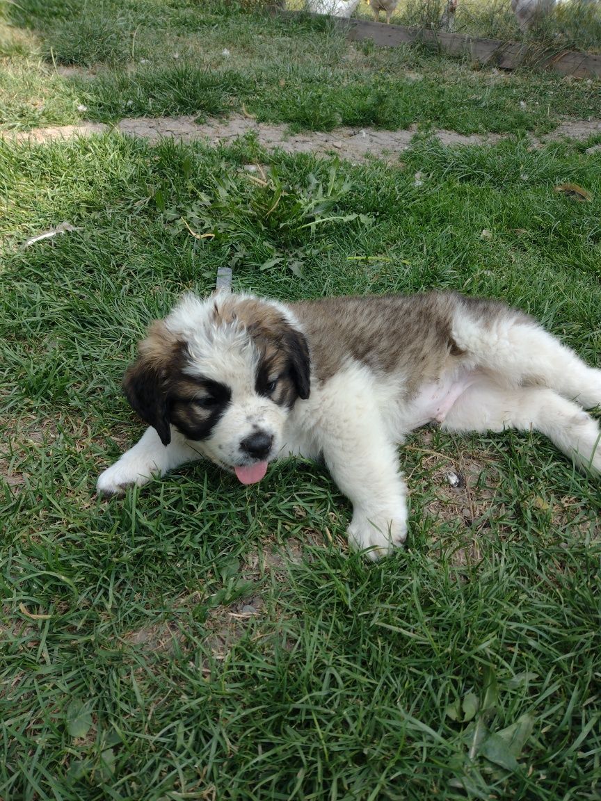 Ofer spre adopție căței Saint Bernard