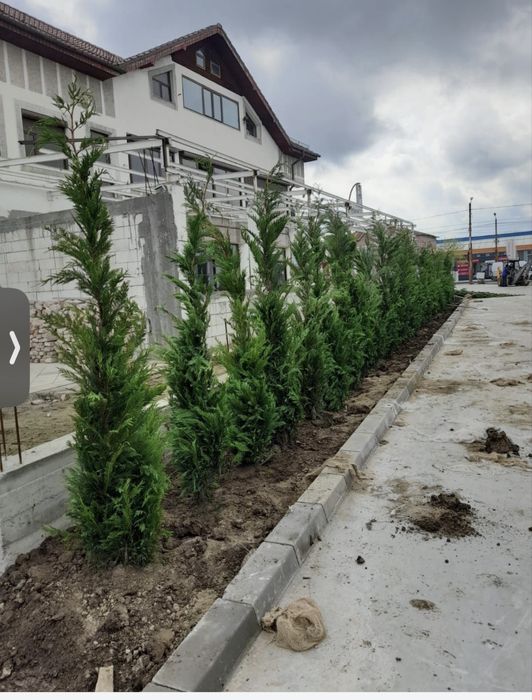 Vindem Catlpa , diferite plante ornamentale  Livrare gratuita