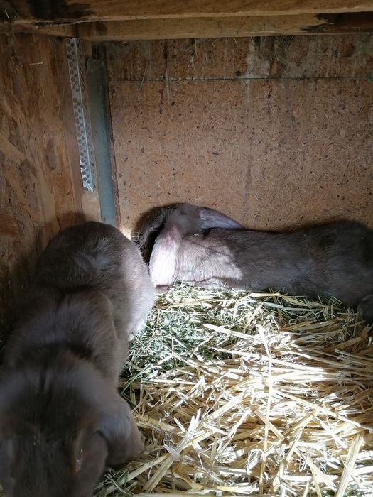 Iepuri rasa Berbec german culoare havana