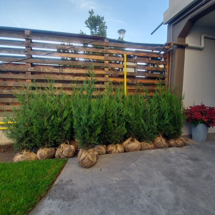 Leylandii 100 cm pentru gard viu