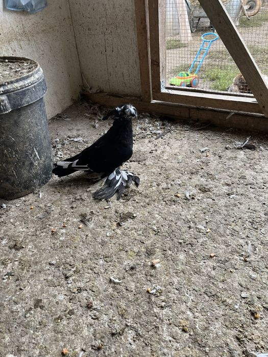 Porumbei deisponibili