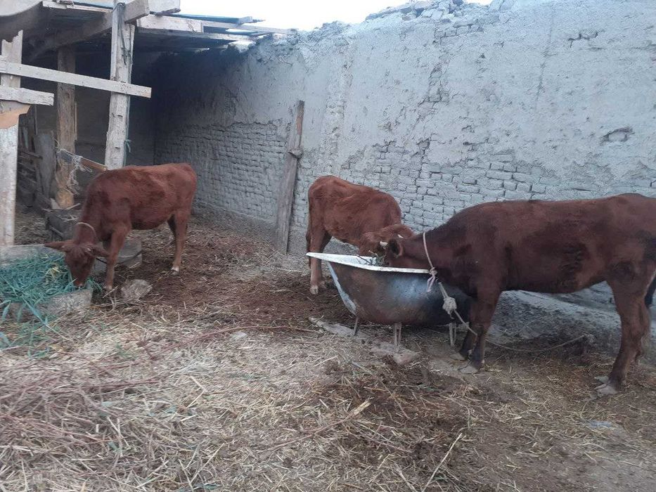 3 ta mol sotiladi, narxi kelishiladi