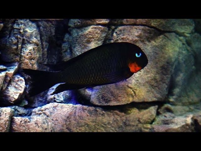 Рибки Африкански цихлиди, Tropheus Red Cheek Mpimbwe