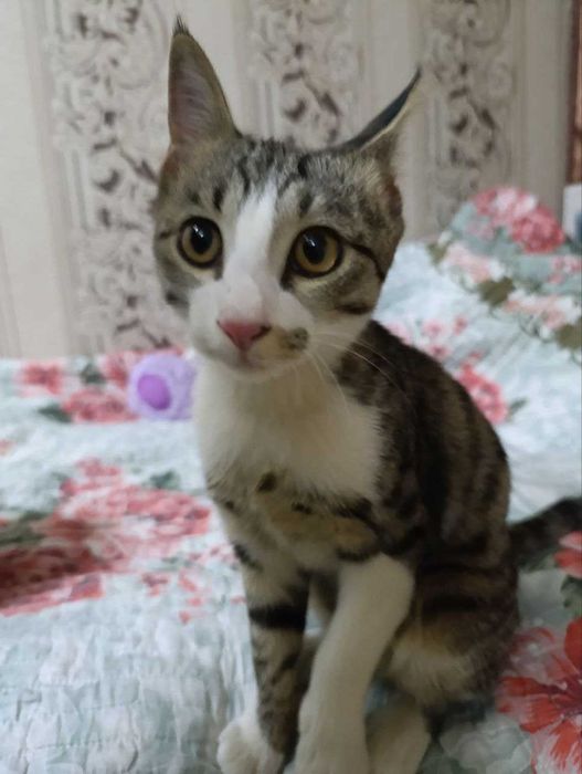 Котёнок в добрые руки
