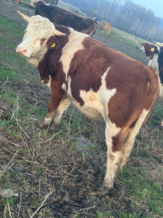 Vand tairi, baltata romaneasca