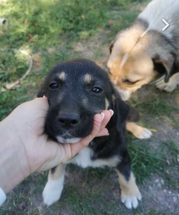 Donez 2 căței de 9 săptămâni!