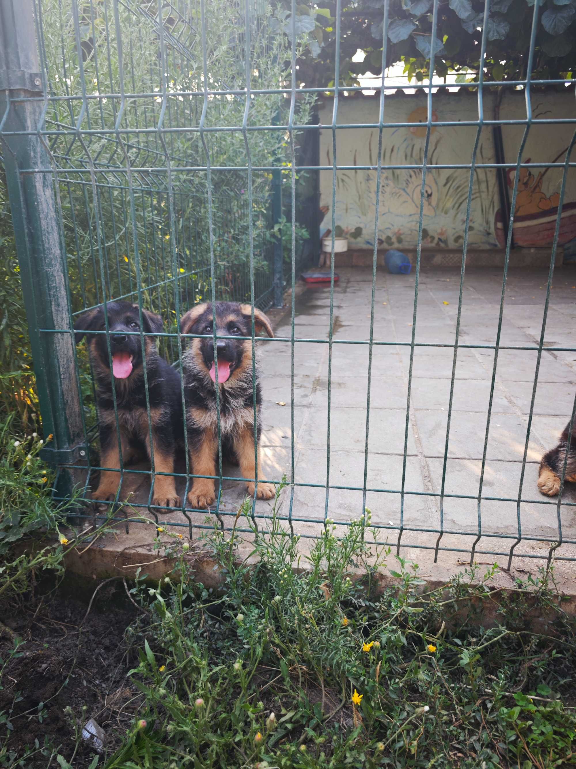 Немски овчарки на 60 дена