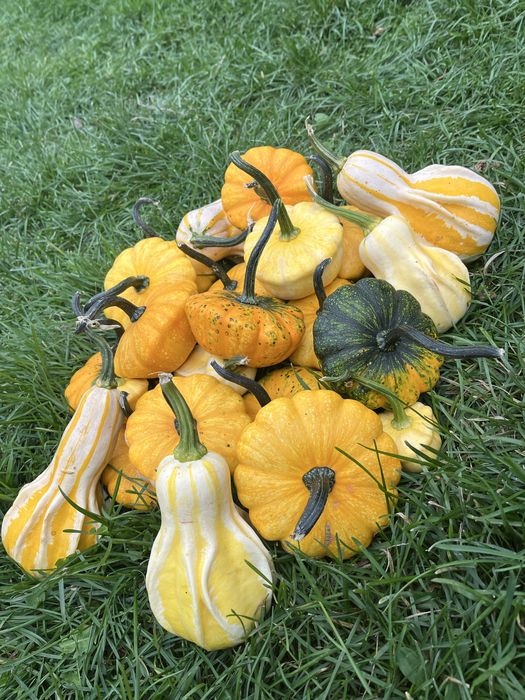 Dovleci  ornamentali