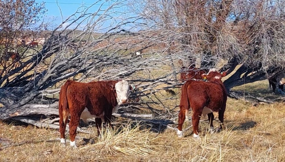 Продаются упитанные бычки