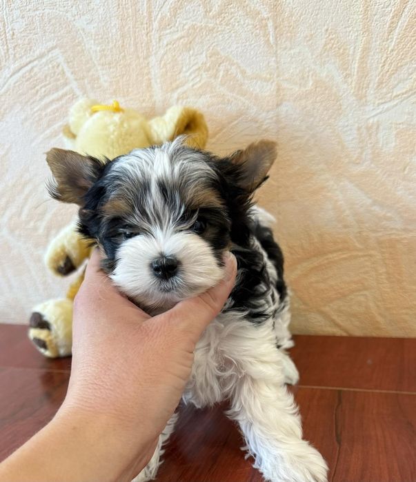 Бивер йоркширски териер