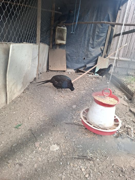 Pauni si fazani de vinzare