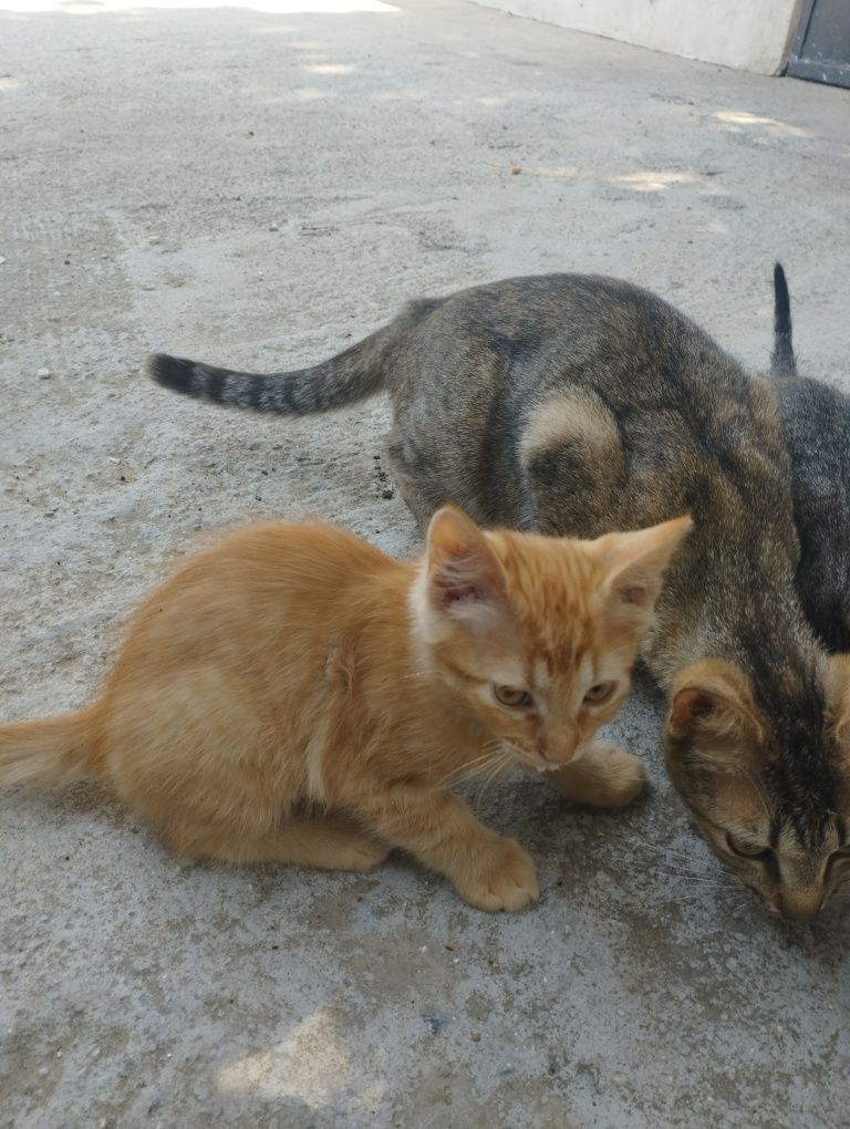 Подаряваме котета