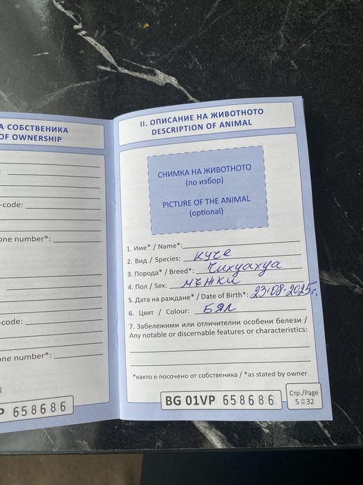 Момченце чихуахуа