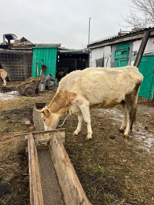 Продам Коров пс Ленинский (Атамекен)