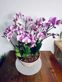 Orhidee deosebită , perfectă pentru spații mari și nu numai