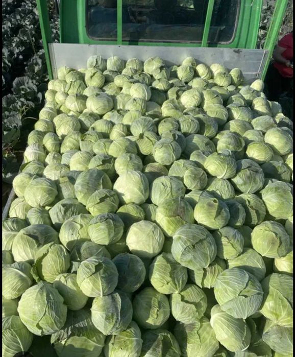 Varza de murat transport gratuit