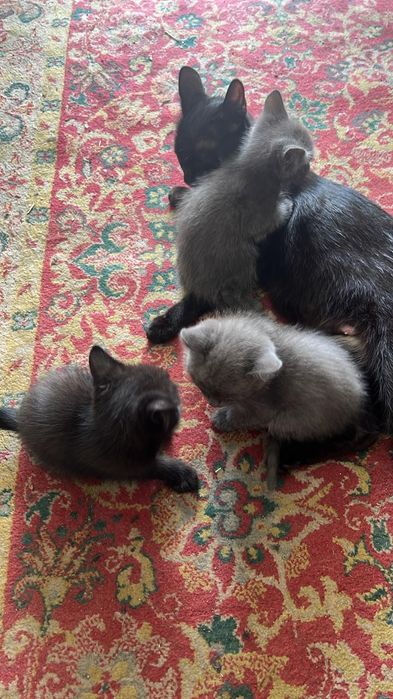 Отдам красивых котят в добрые ручки