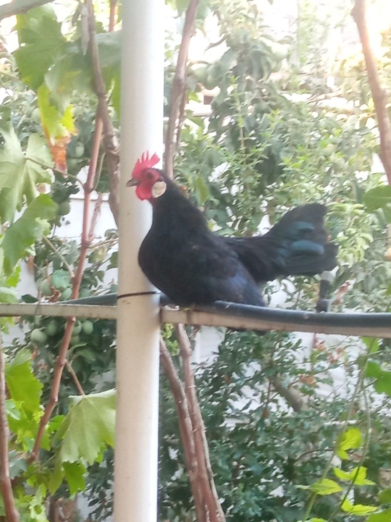 Bantam horoz ikki dona