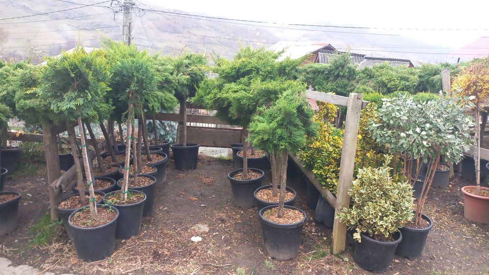 Plante ornamentale pentru o grădină de vis