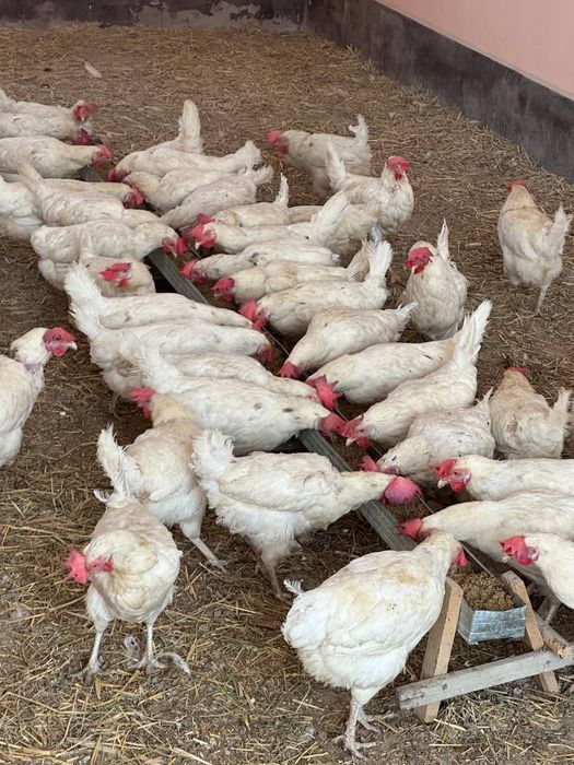 Товук, tovuq, tovuqlar, товуклар