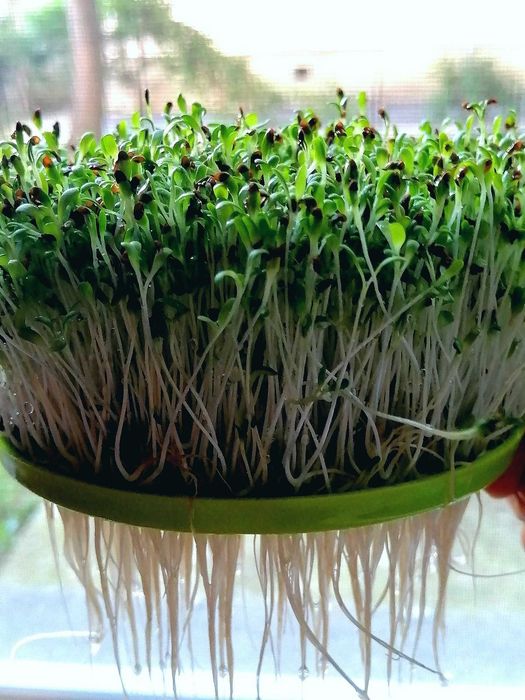 Tavite de germinat seminte pentru vlastari