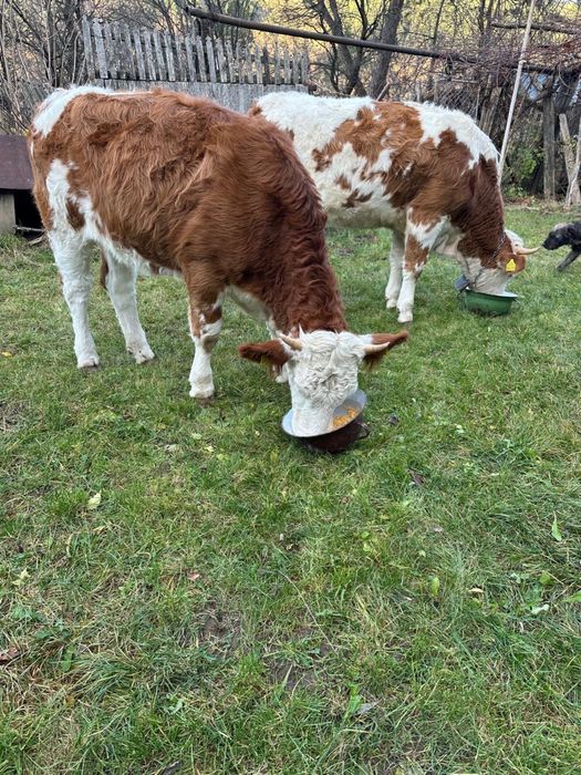 Vacute baltata romaneasca