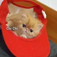 Chi Chi,  Fetiță Exotic Shorthair cu pedigree