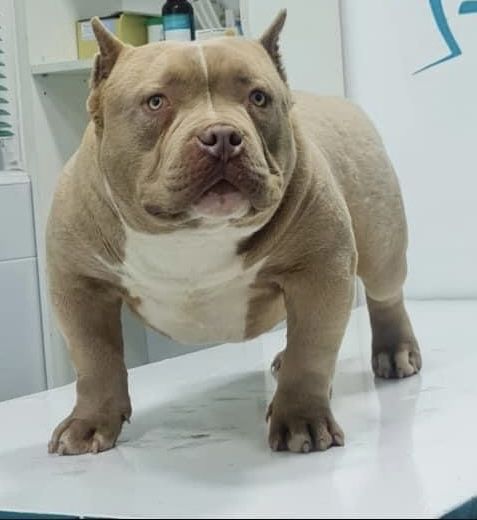 Mascul american bully pocket