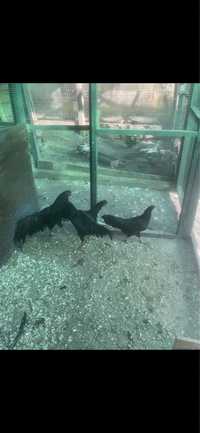 Vand oua sumatra mare negru