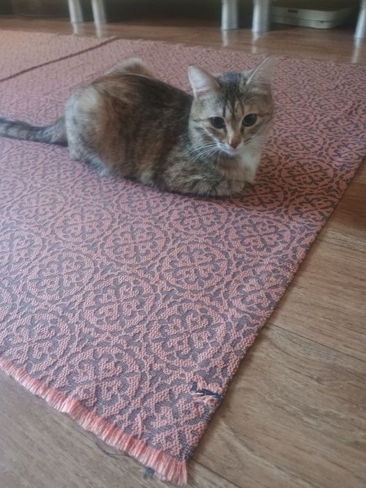 Отдам в добрые руки