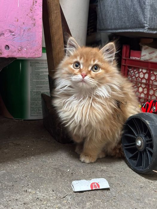 Продам 2х месячных котят