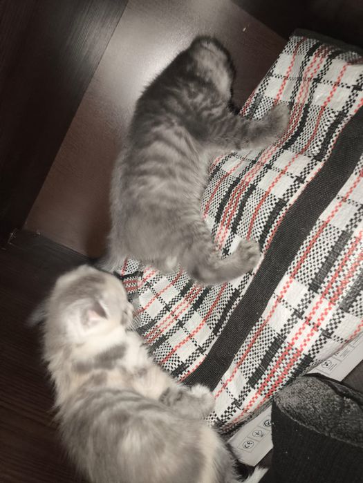 Ищем дом милым котятам